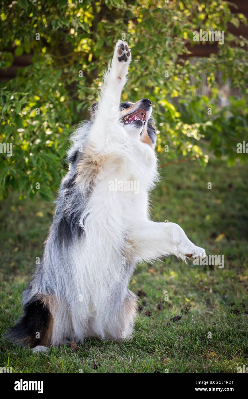 Blue merle Berger australien Banque D'Images