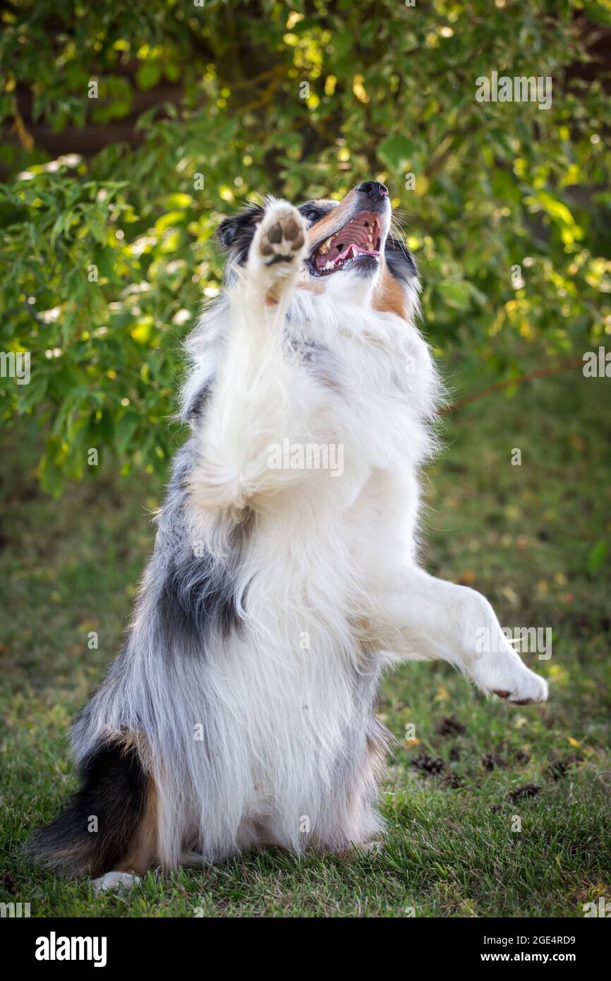 Blue merle Berger australien Banque D'Images