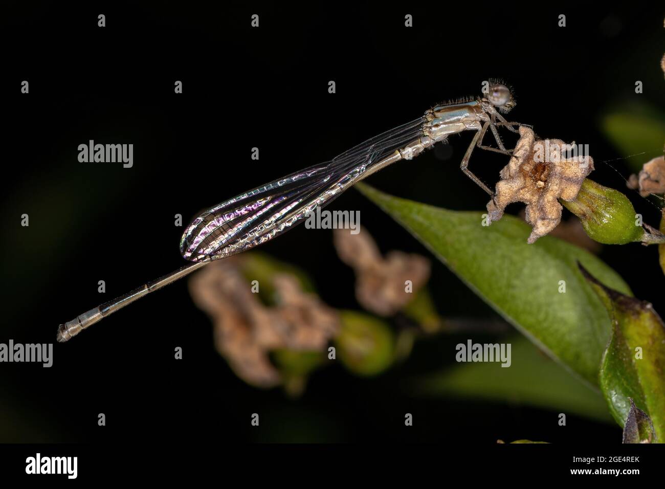 Damselfly adulte à ailes étroites de la famille des Coenagrionidae Banque D'Images