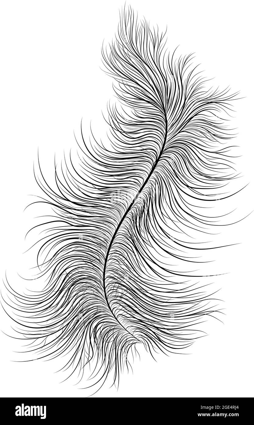 Image vectorielle d'une plume en noir, mise en page dans plusieurs couches pour la possibilité de modifier la couleur et la transparence. Peut être utilisé comme élément de décoration prêt à l'emploi. Illustration de Vecteur