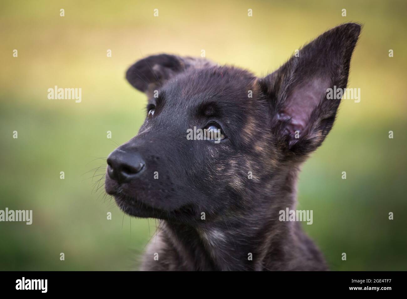 Berger hollandais, chien Hollandse Herdershond Banque D'Images