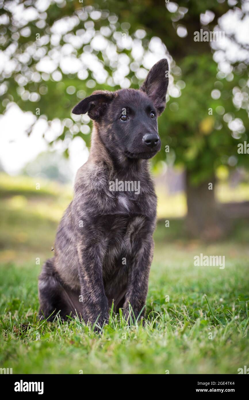 berger-hollandais-chien-hollandse-herdershond-photo-stock-alamy