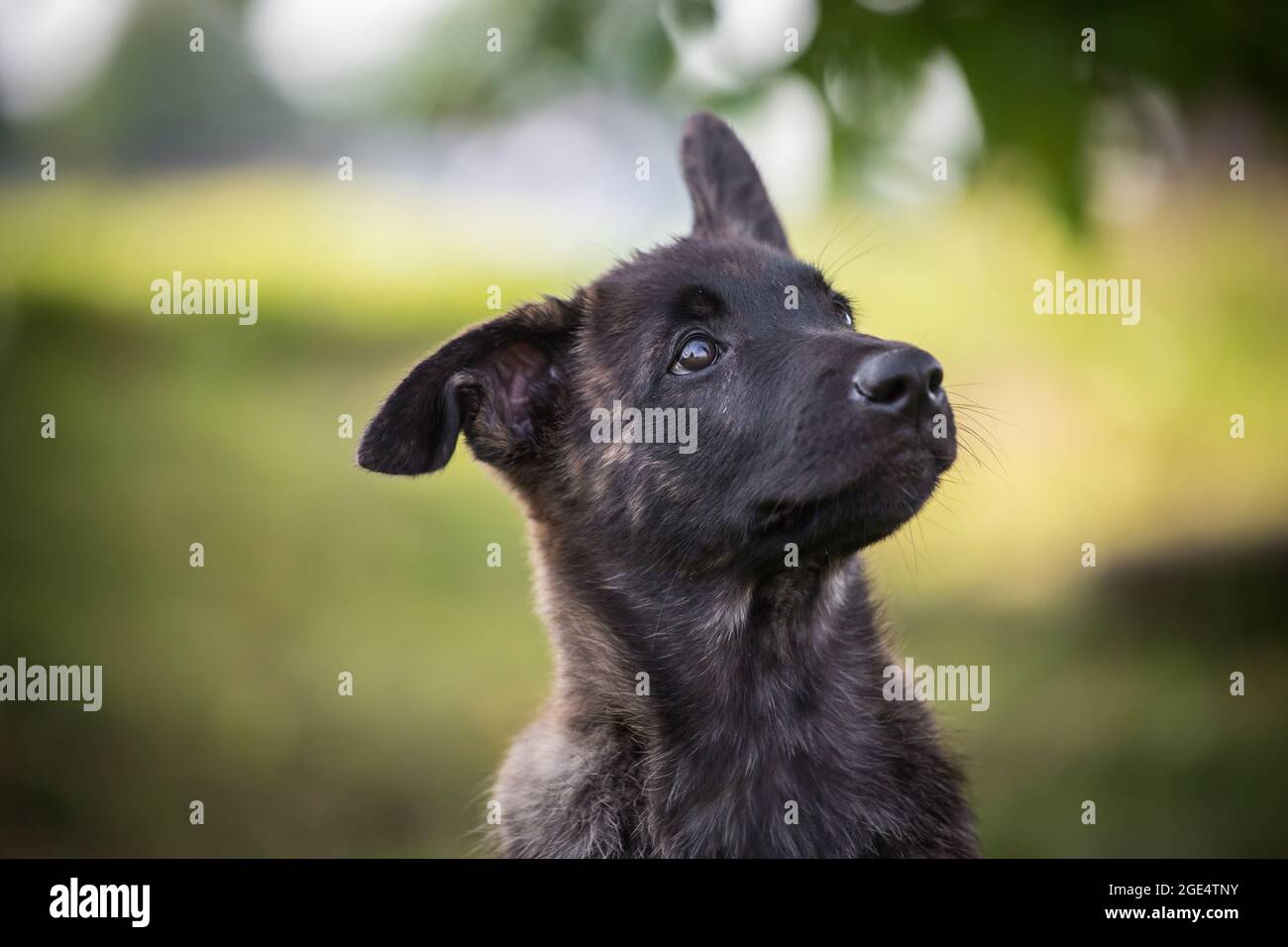Berger hollandais, chien Hollandse Herdershond Banque D'Images