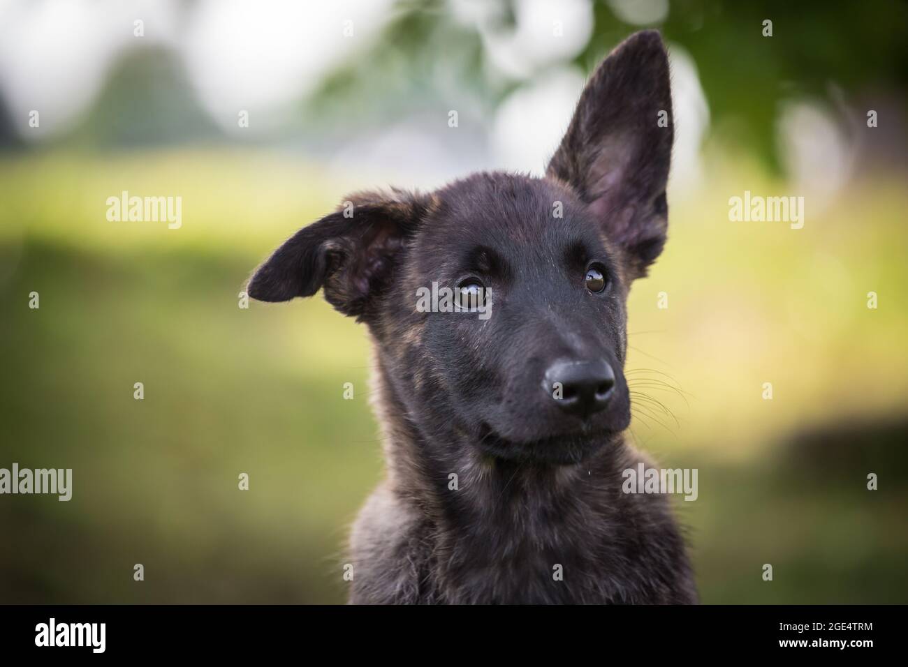 Berger hollandais, chien Hollandse Herdershond Banque D'Images