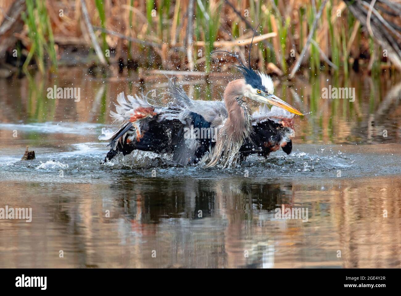 Le grand héron bleu se ferme au milieu d'un bain d'eau frénétique, en regardant comme des éclaboussures d'eau tout autour, dans un environnement de Wetland doré. Banque D'Images