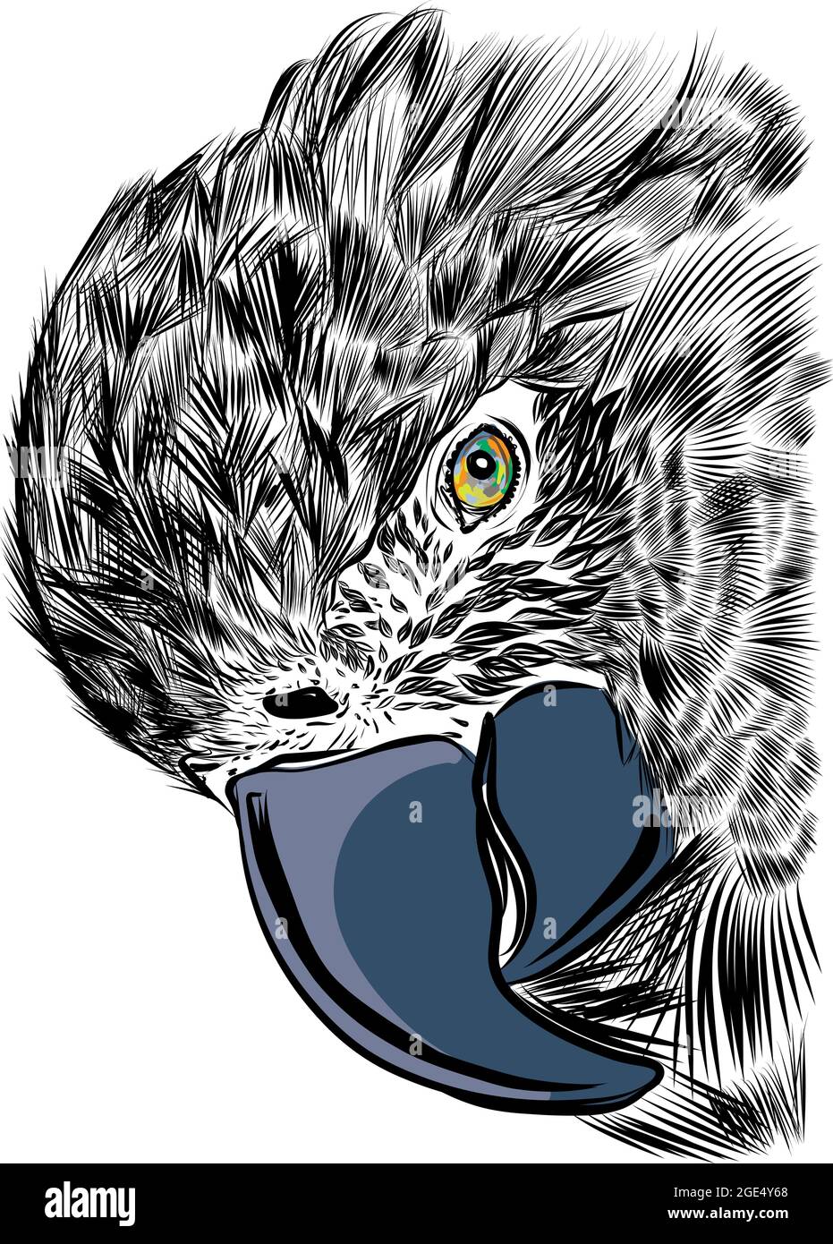 Le perroquet Macaw avec un énorme bec regarde la caméra en gros plan. Illustration vectorielle d'esquisse dessinée à la main Illustration de Vecteur