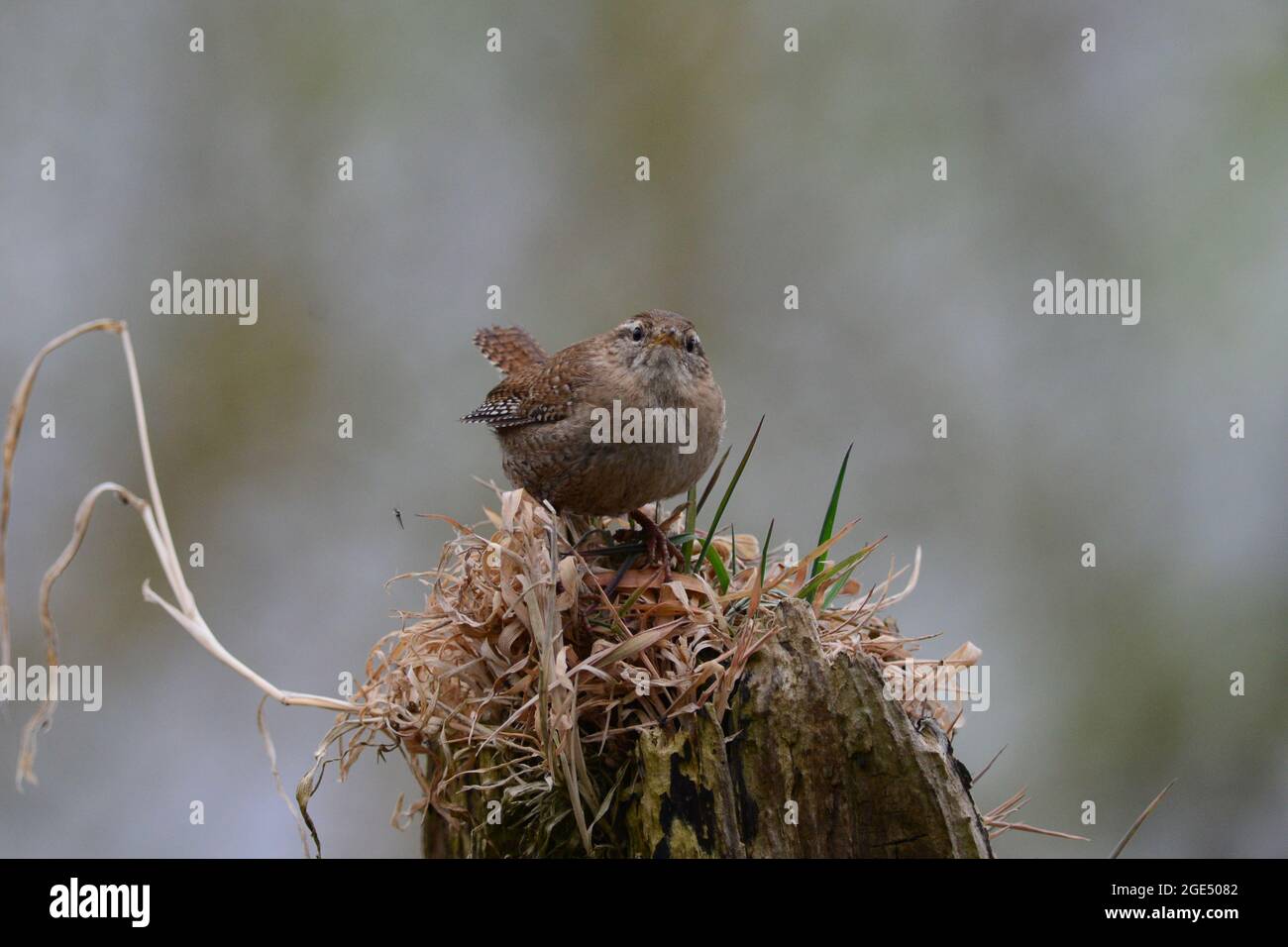 Wren Banque D'Images