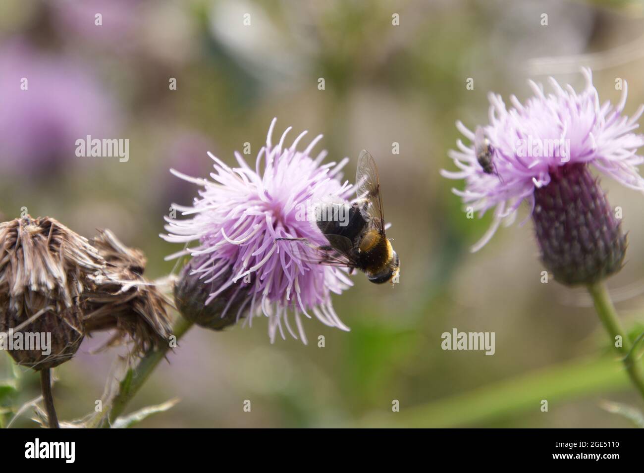 L'abeille minière (andrena), peut-être le chocolat (andrena scotica), s'assit sur une fleur de chardon violet dans les Norfolk Broads, au Royaume-Uni Banque D'Images