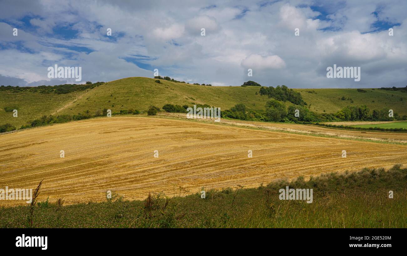 un champ de belles tiges de blé doré après la récolte Banque D'Images