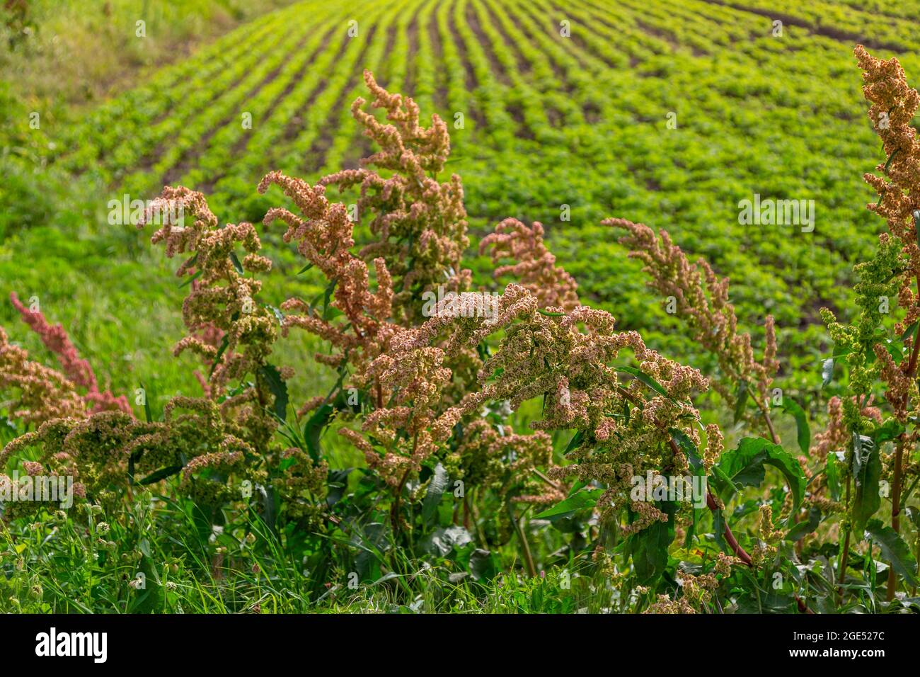 Rumex dans la prairie à fleurs près du champ. Étreuil Banque D'Images