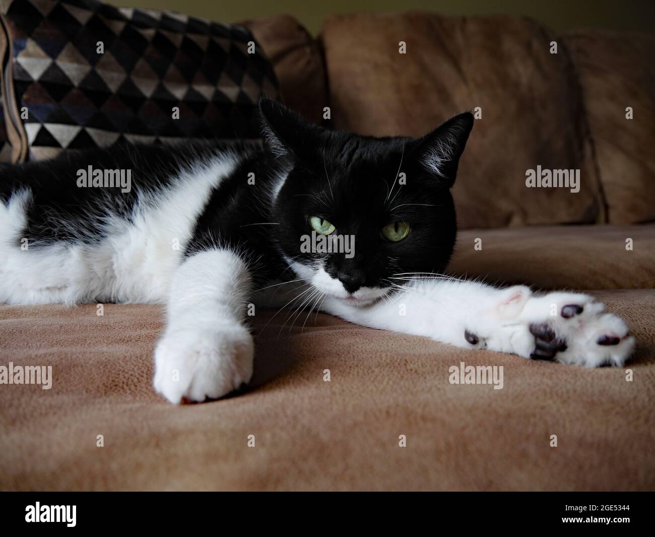 Gros Plan D Un Chat Noir Et Blanc Se Relaxant Sur Un Canape Marron Dans Un Salon Le Nom De Cats Est Roxy Photo Stock Alamy