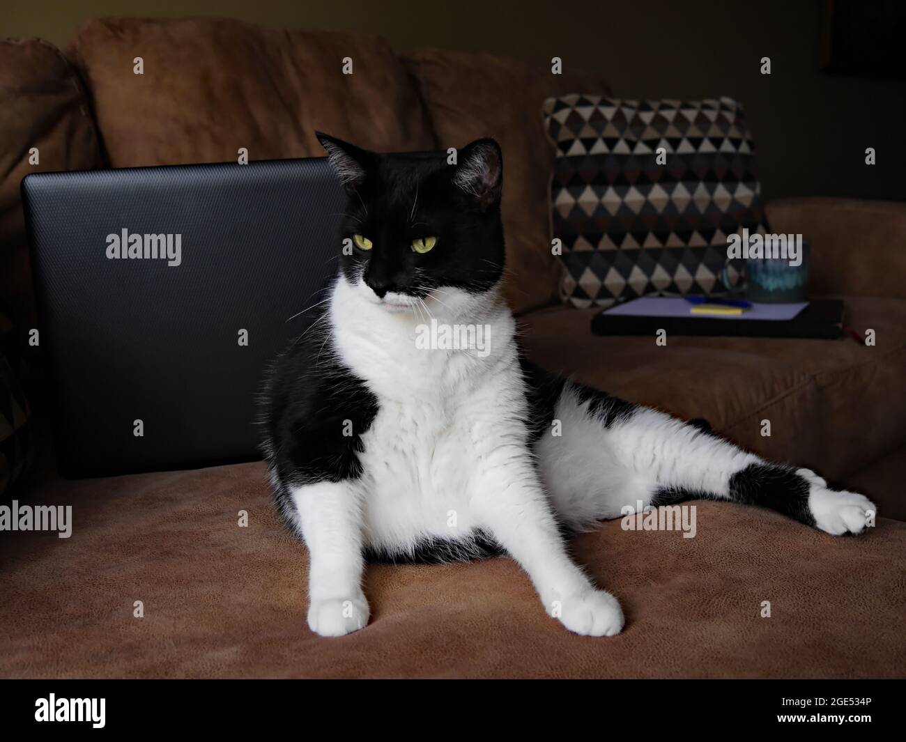 Gros Plan D Un Chat Noir Et Blanc Allonge Sur Un Canape Marron Avec Un Ordinateur Portable Un Livre Des Papiers Et Une Tasse De Cafe Sur Le Canape Le Nom De Cats