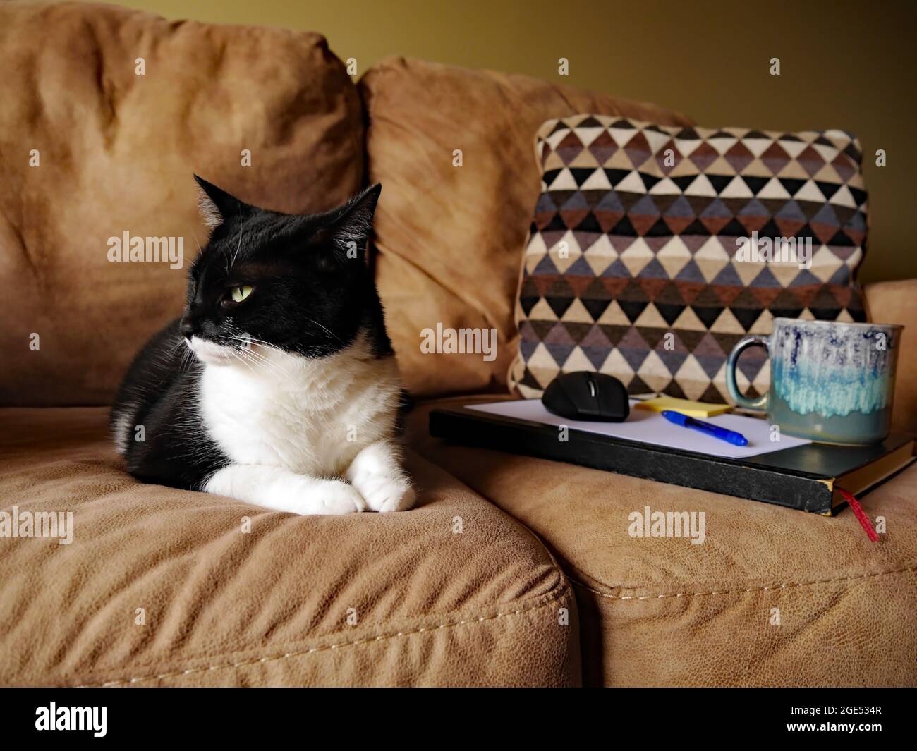 Gros Plan D Un Chat Noir Et Blanc Qui Se Detend Sur Un Canape Marron Avec Une Souris D Ordinateur Un Livre Des Papiers Et Une Tasse De Cafe Sur Le Canape Le Nom