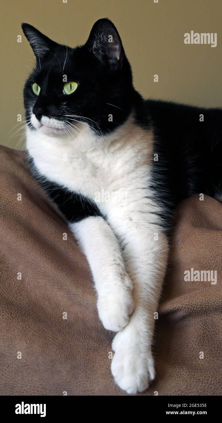 Gros Plan D Un Chat Noir Et Blanc Se Relaxant Sur Un Canape Marron Dans Un Salon Le Nom De Cats Est Roxy Photo Stock Alamy