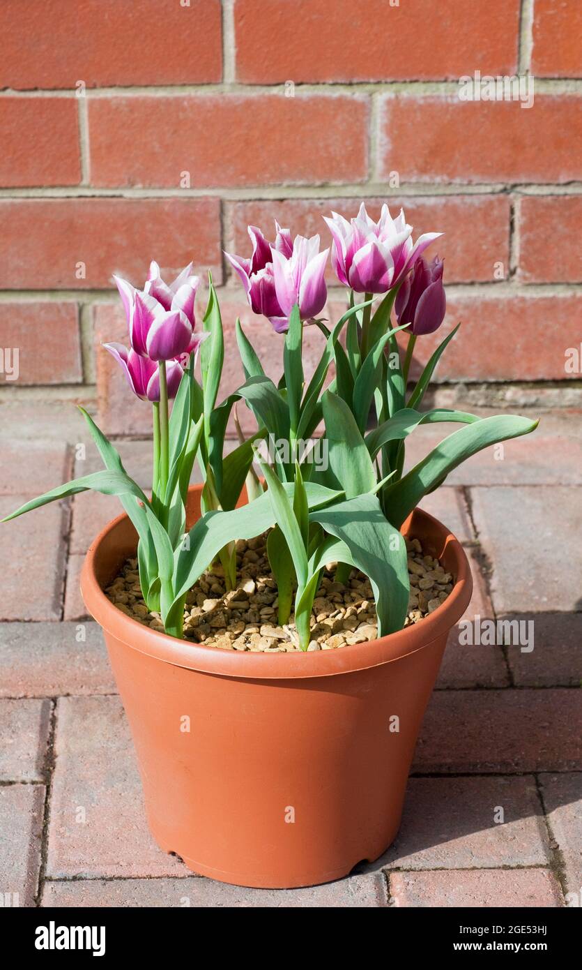 Un groupe de tulipa Claudia dans un planteur Une tulipe à fleurs de printemps de couleur violette et blanche appartenant au groupe de tulipes à fleurs de Lily Division 6 Banque D'Images
