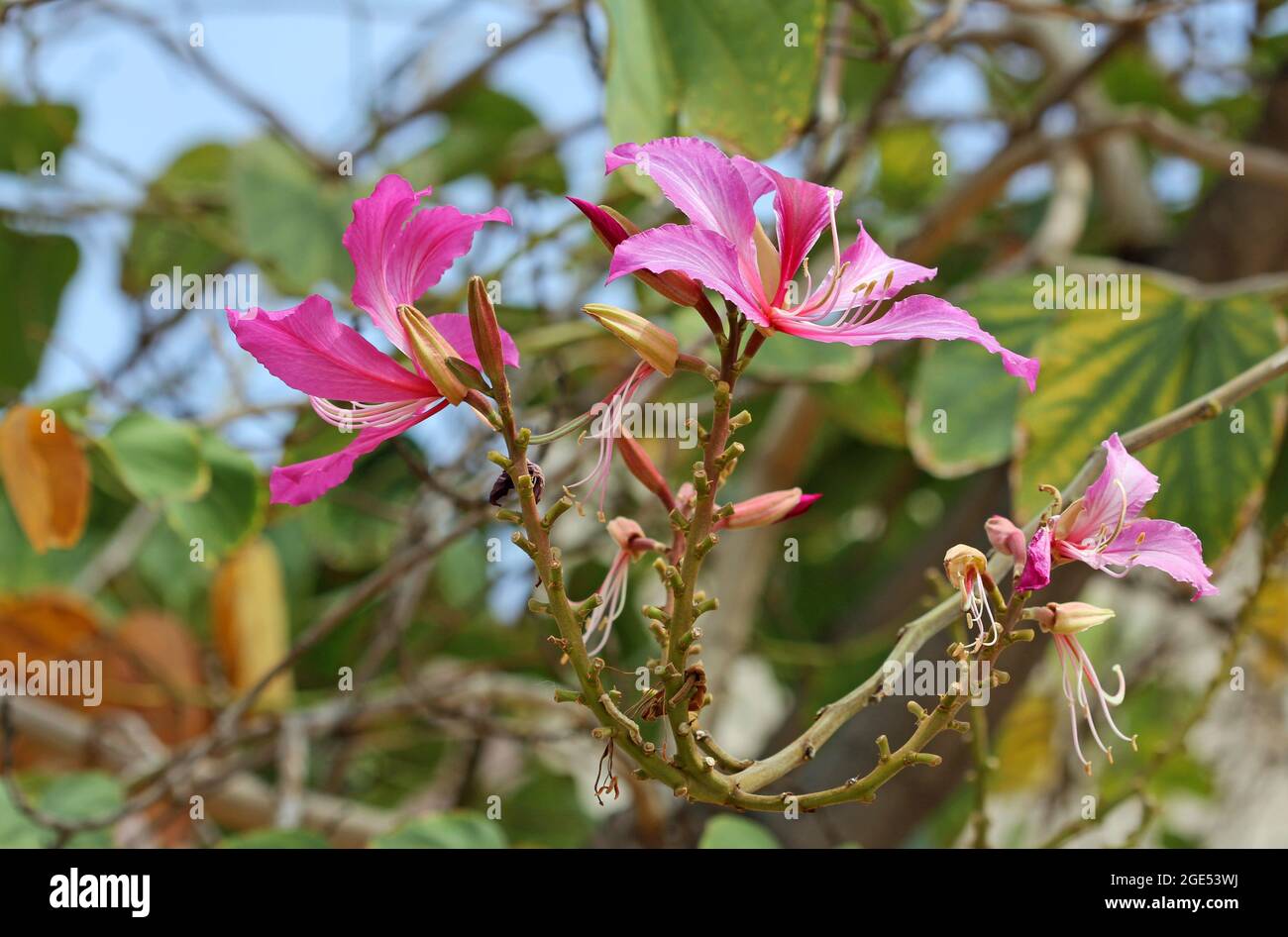 Trois fleurs d'orchidées Banque D'Images