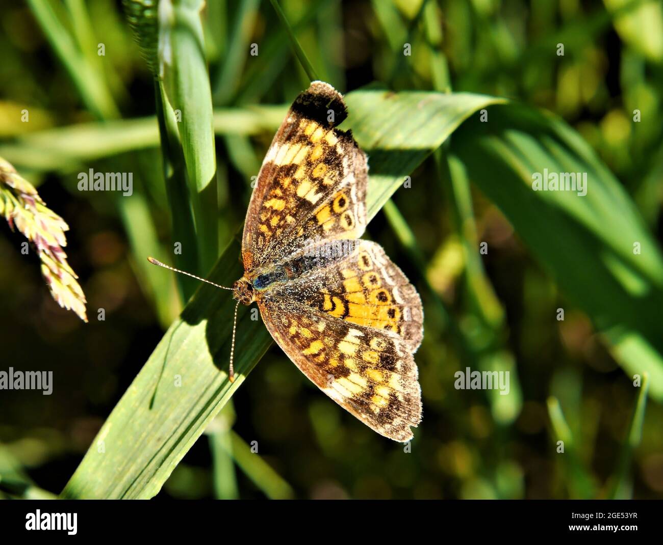 Gros plan d'un papillon à pieds en forme de croissant de perles reposant sur une lame d'herbe dans un champ Banque D'Images