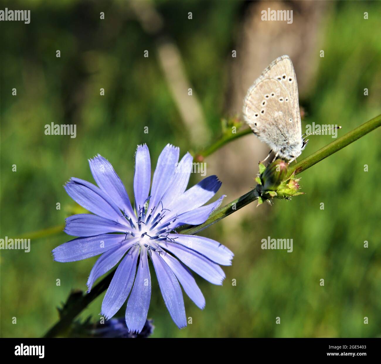 Gros plan d'un papillon bleu argenté reposant sur le bourgeon de fleur d'une plante de chicorée sauvage avec une fleur de chicorée bleue sous le papillon Banque D'Images