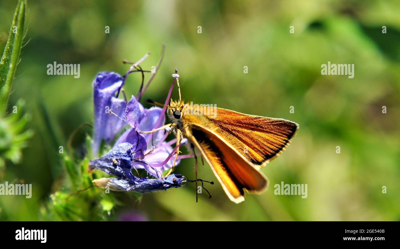 Gros plan d'un papillon de skipper d'orange collectant le nectar des fleurs violettes sur une plante de bugloss de viper Banque D'Images