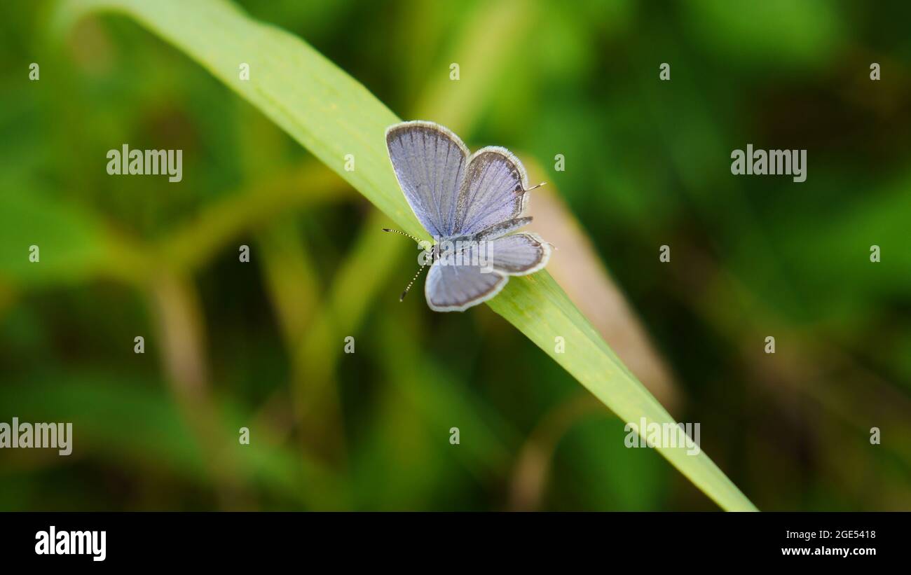 Gros plan d'un papillon bleu à queue courte reposant sur une lame d'herbe dans un pré Banque D'Images