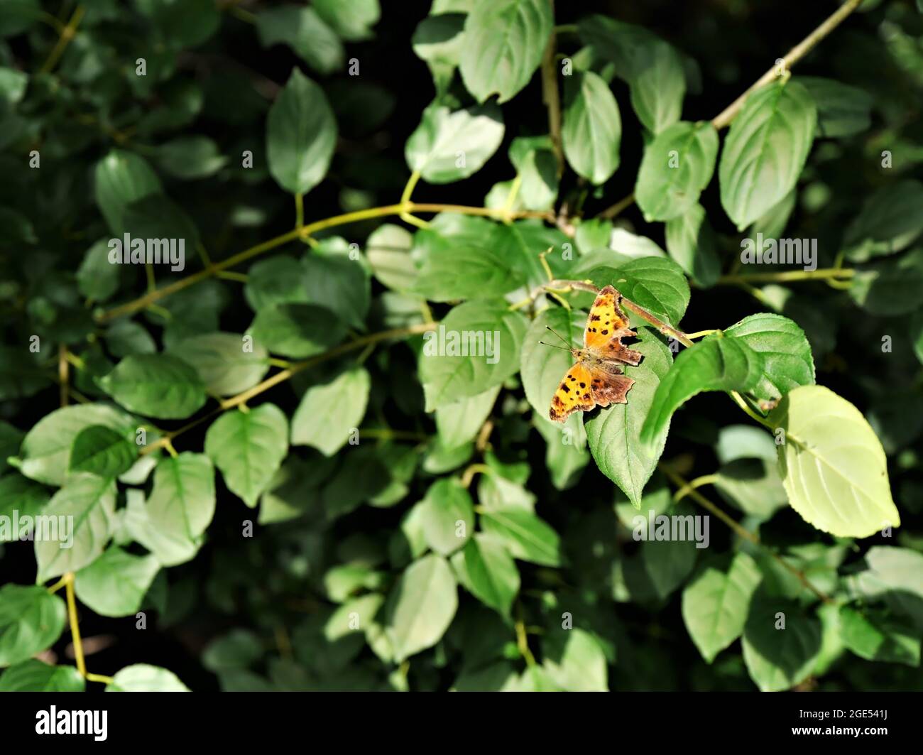 Gros plan d'un papillon à pieds en forme de pinceau, à l'est, reposant dans la forêt sur une feuille de plante au soleil Banque D'Images