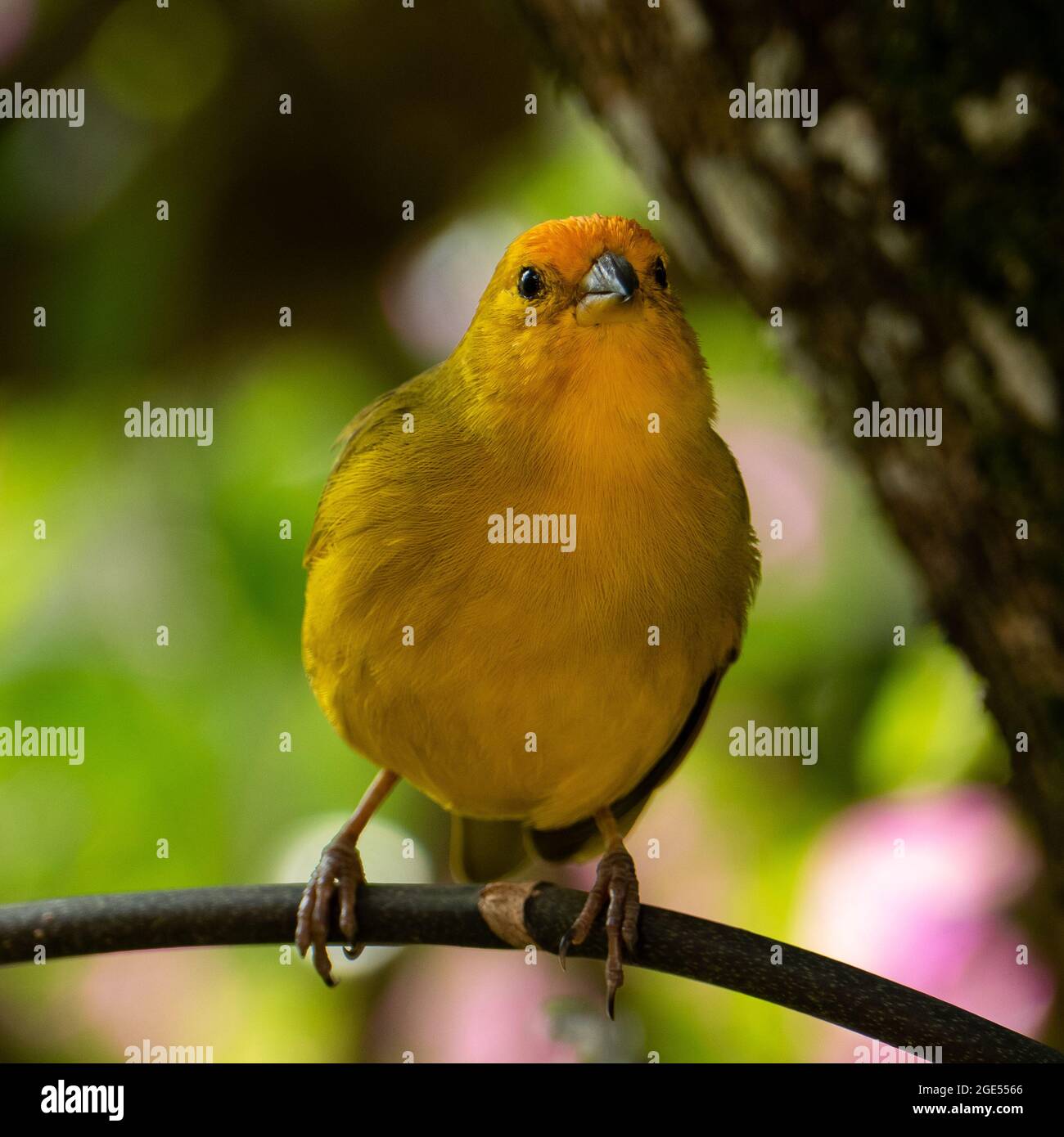 Canari atlantique, un petit oiseau sauvage brésilien. Le Crithagra flaviventris jaune canari est un petit oiseau de passereau de la famille finch. Banque D'Images