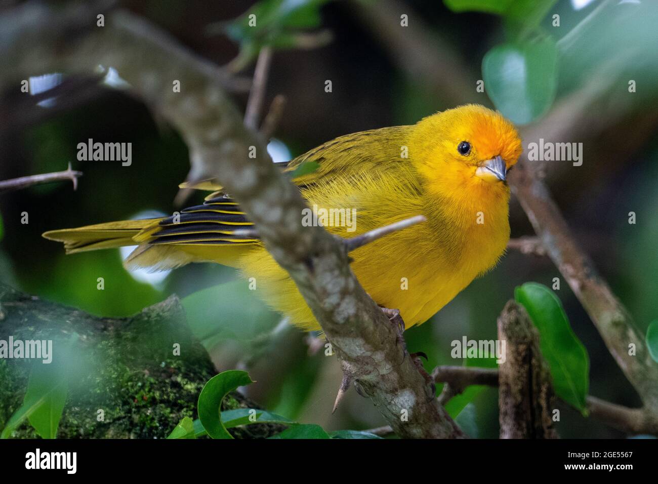 Canari atlantique, un petit oiseau sauvage brésilien. Le Crithagra flaviventris jaune canari est un petit oiseau de passereau de la famille finch. Banque D'Images