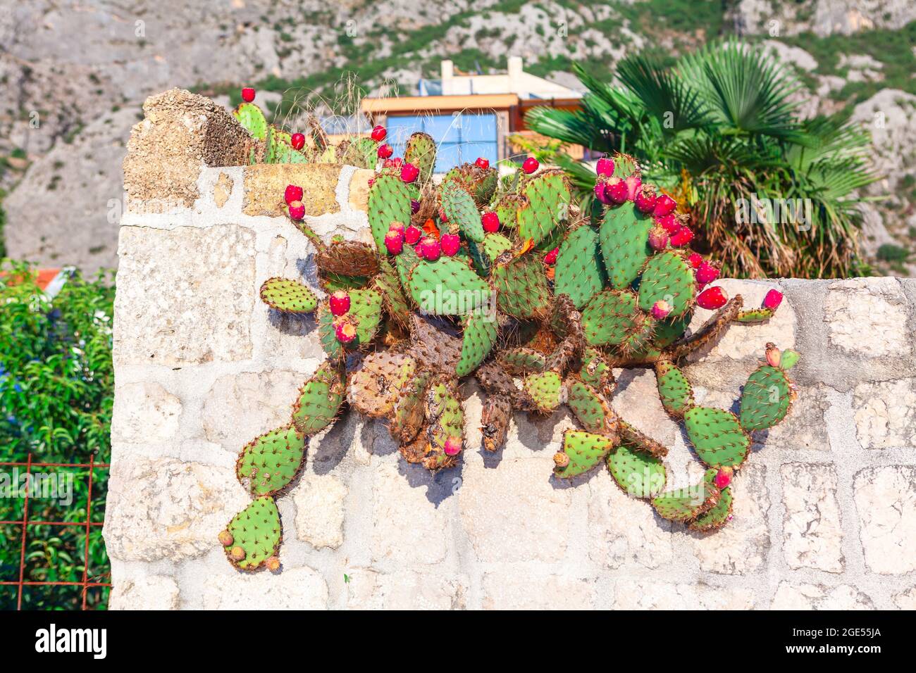 Village mexicain avec cactus en fleurs . Nature rustique au Mexique Banque D'Images