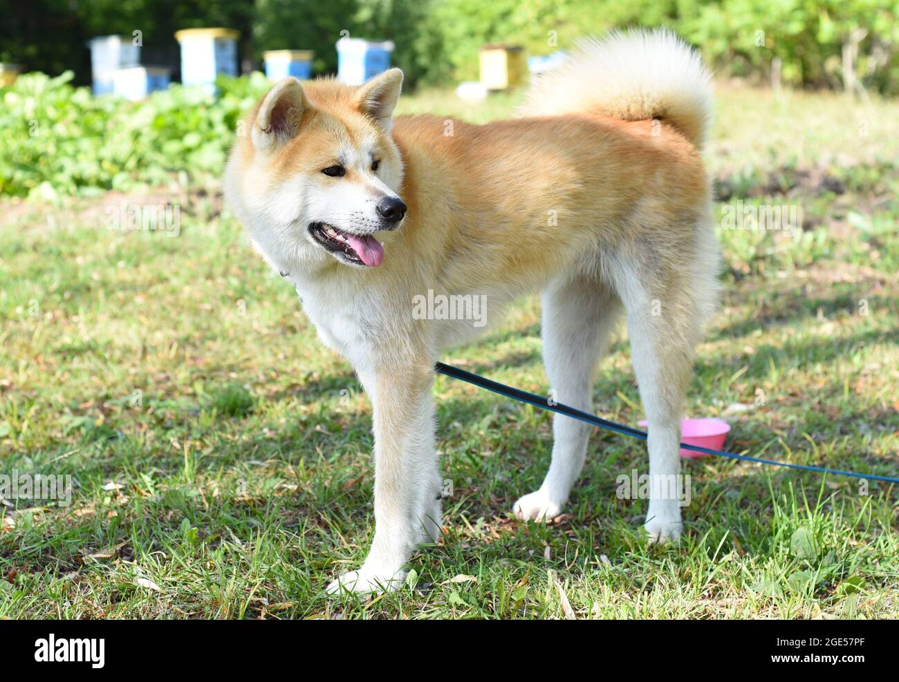 Chien adulte d'Akita du Japon. Banque D'Images