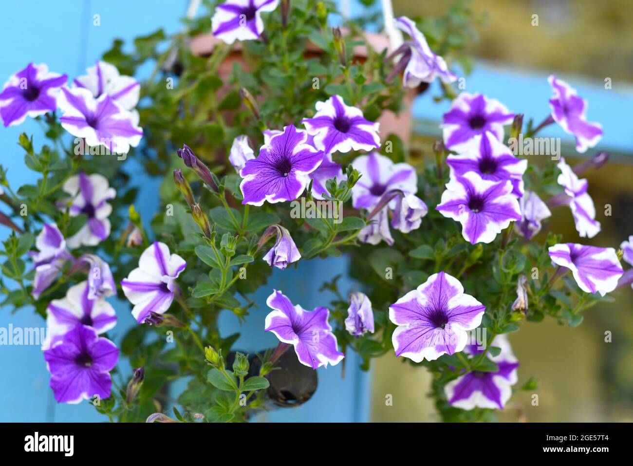 Hybride pétunia fleurs en croissance dans l'extrême-Orient russe Banque D'Images