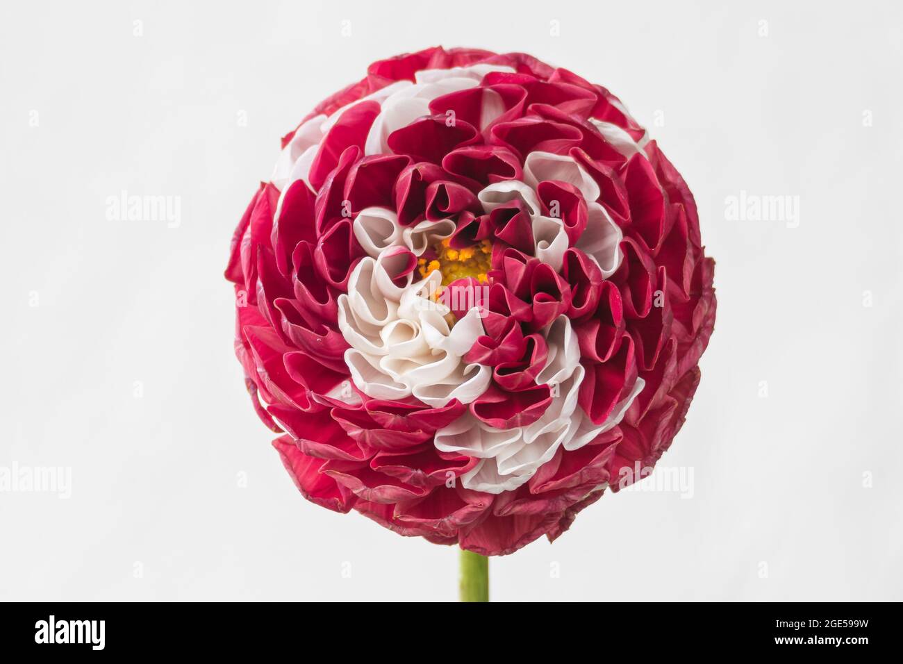 fleurs de dhalia sur fond blanc vue rapprochée à l'intérieur Banque D'Images