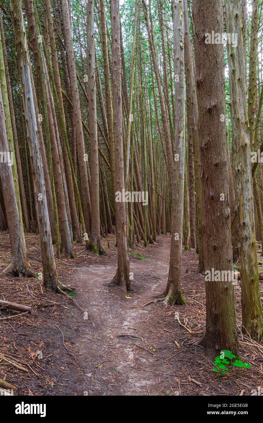 Sentier forestier canadien Ontario Canada en été Banque D'Images