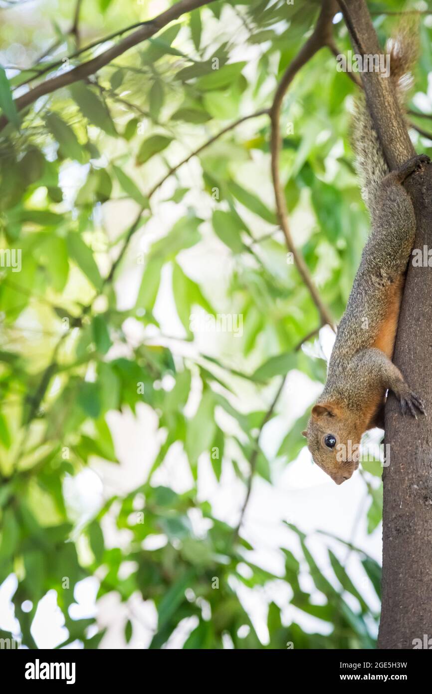 Écureuil tenant sur un arbre avec un fond de bokeh Banque D'Images