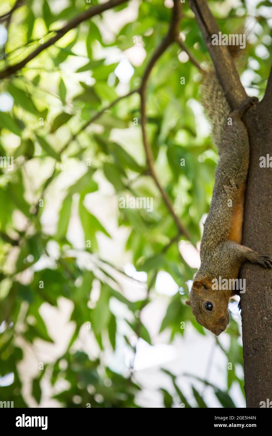 Écureuil tenant sur un arbre avec un fond de bokeh Banque D'Images