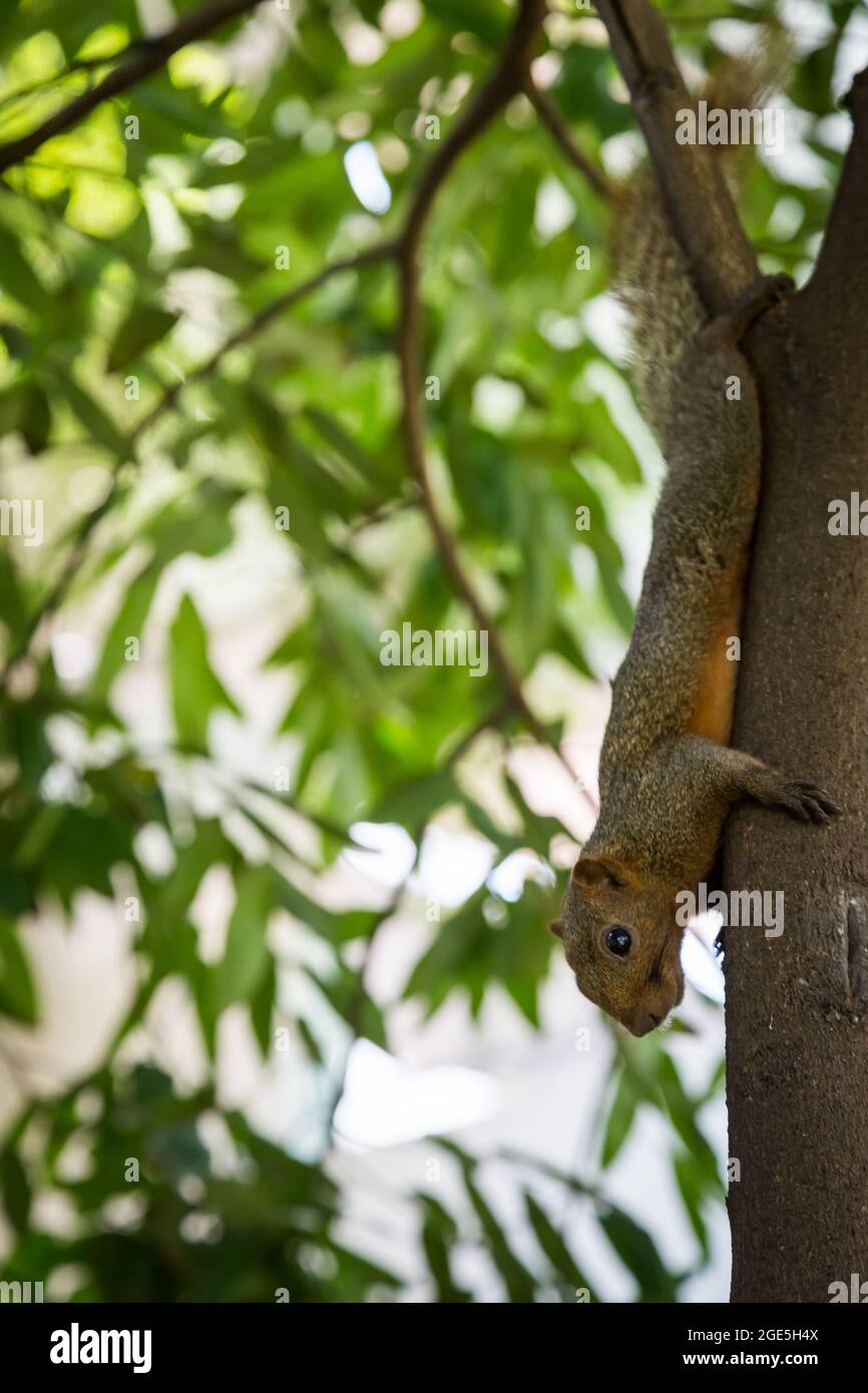 Écureuil tenant sur un arbre avec un fond de bokeh Banque D'Images