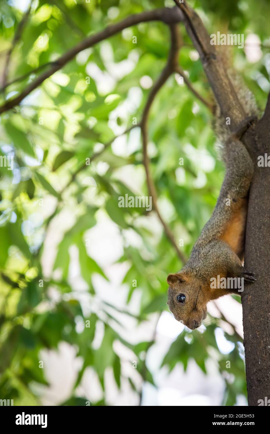 Écureuil tenant sur un arbre avec un fond de bokeh Banque D'Images