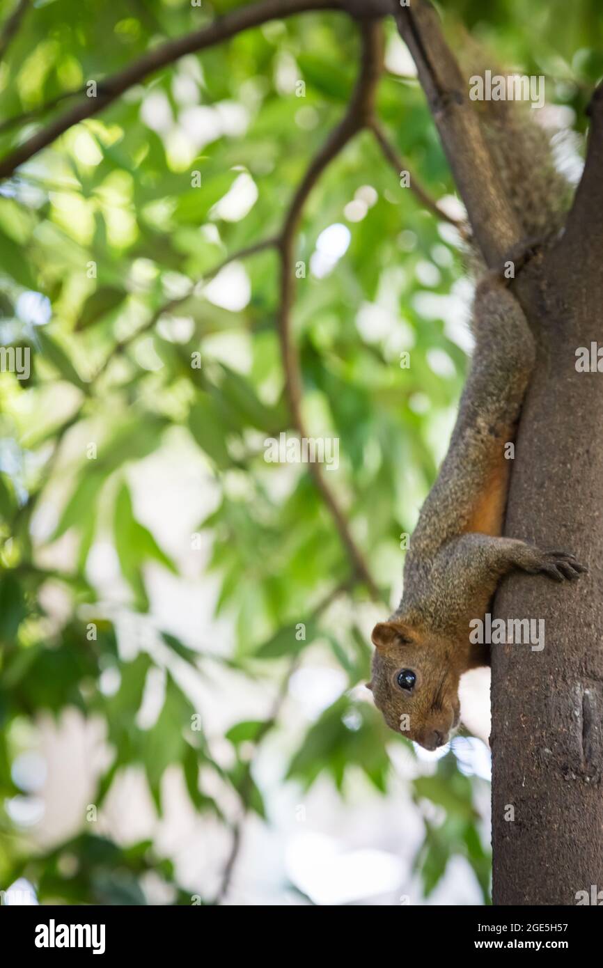 Écureuil tenant sur un arbre avec un fond de bokeh Banque D'Images