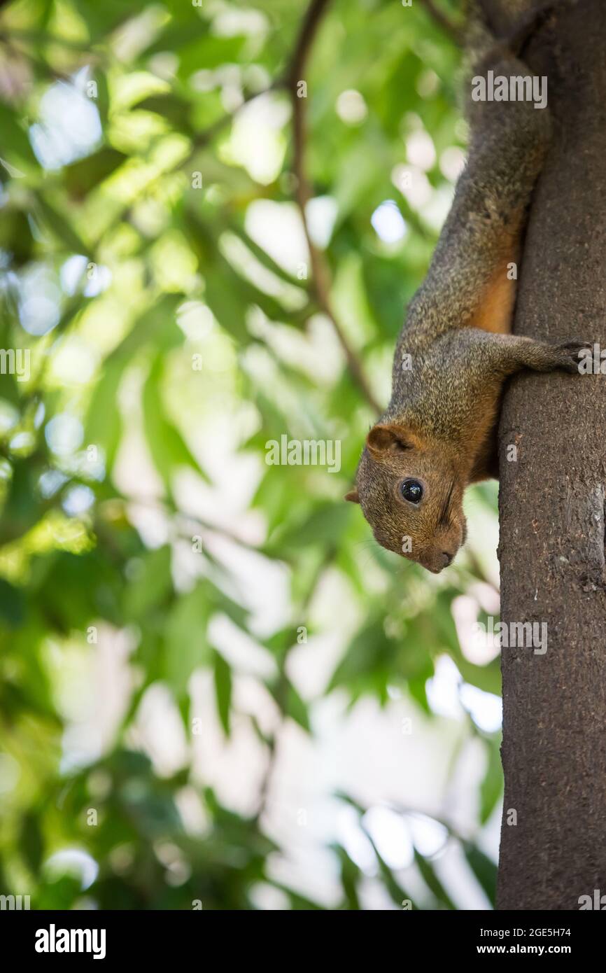 Écureuil tenant sur un arbre avec un fond de bokeh Banque D'Images