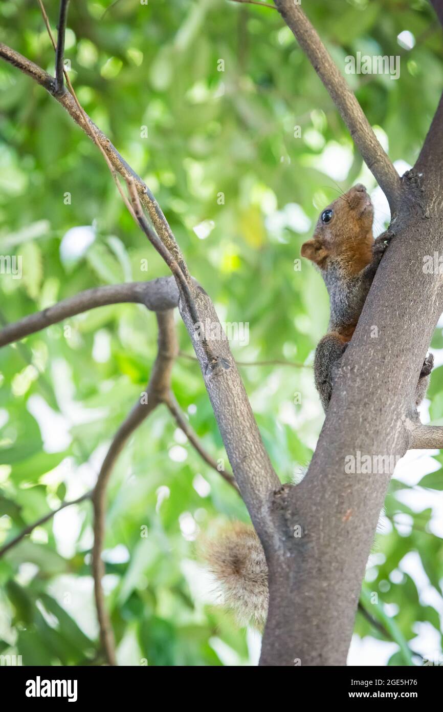 Écureuil tenant sur un arbre avec un fond de bokeh Banque D'Images