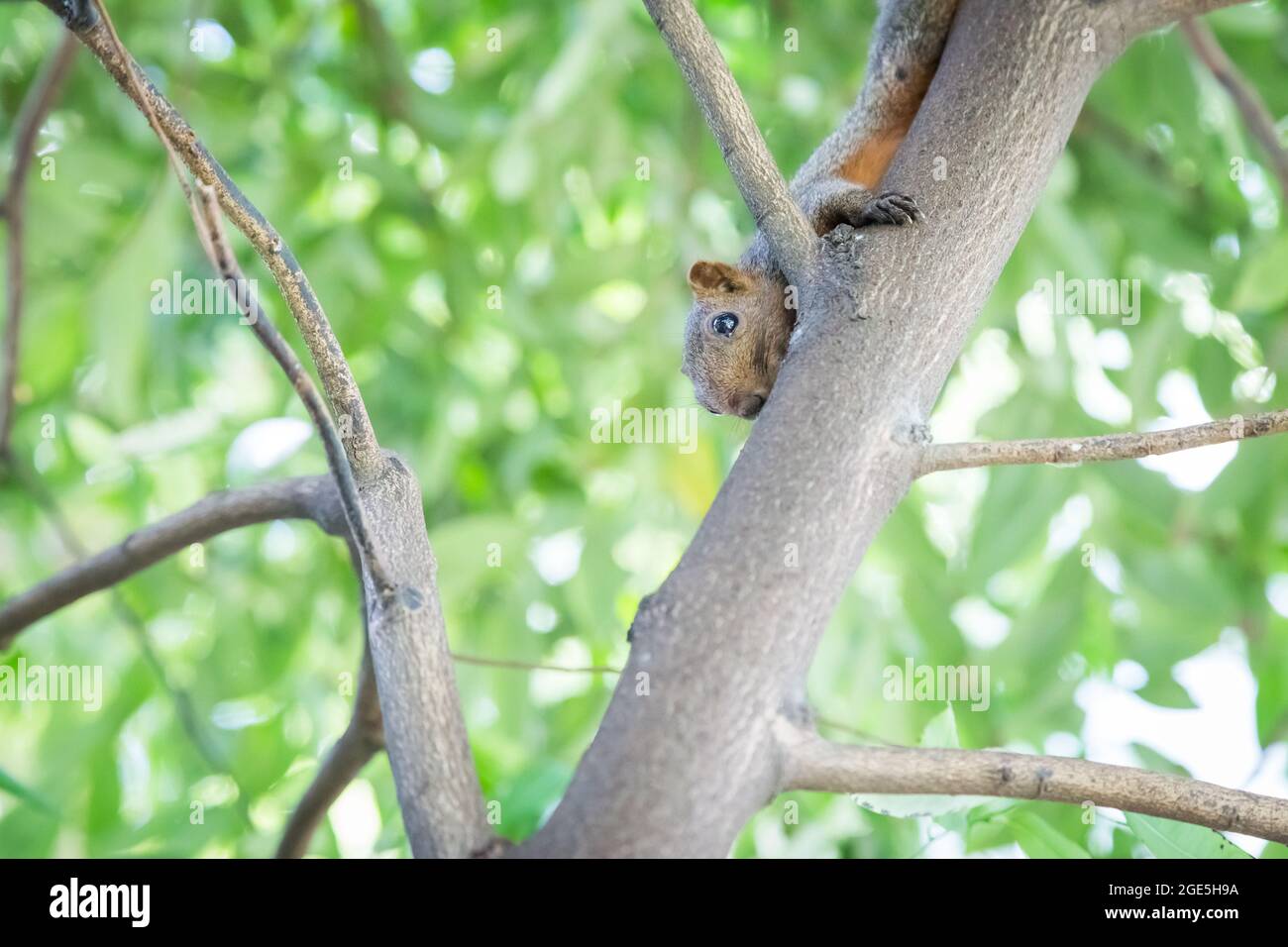 Écureuil tenant sur un arbre avec un fond de bokeh Banque D'Images