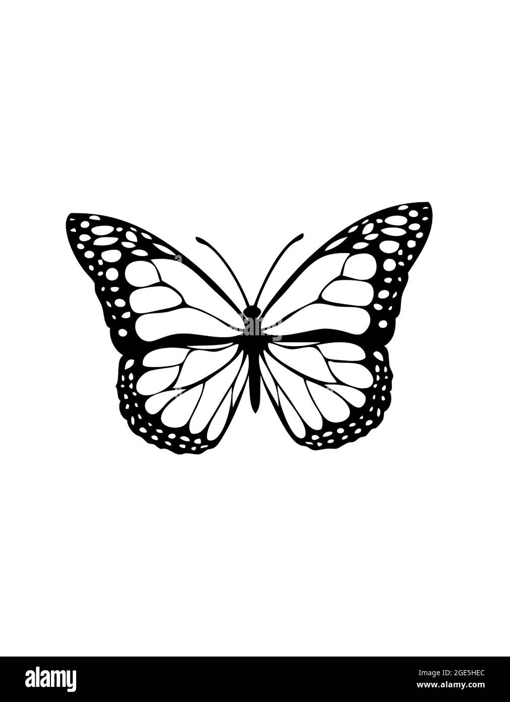 Insectes papillons isolés sur fond blanc Banque D'Images