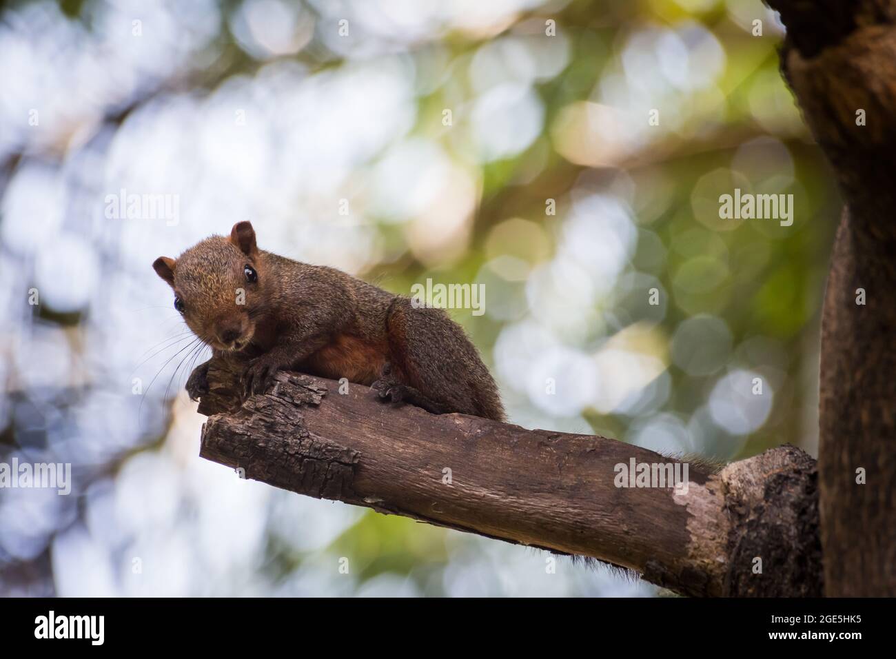 écureuil gris tenant sur un arbre avec fond de bokeh Banque D'Images
