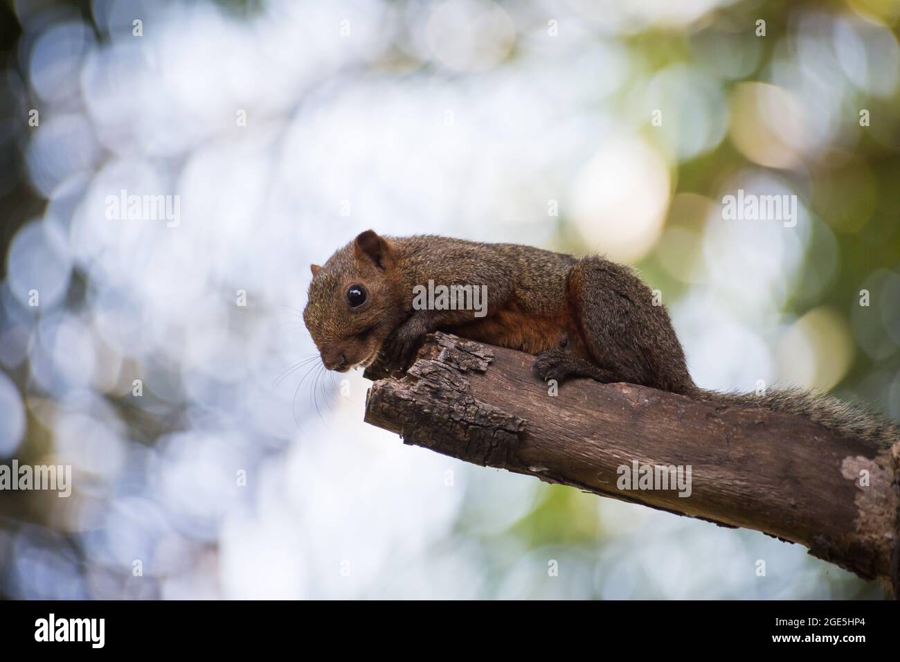 écureuil gris tenant sur un arbre avec fond de bokeh Banque D'Images