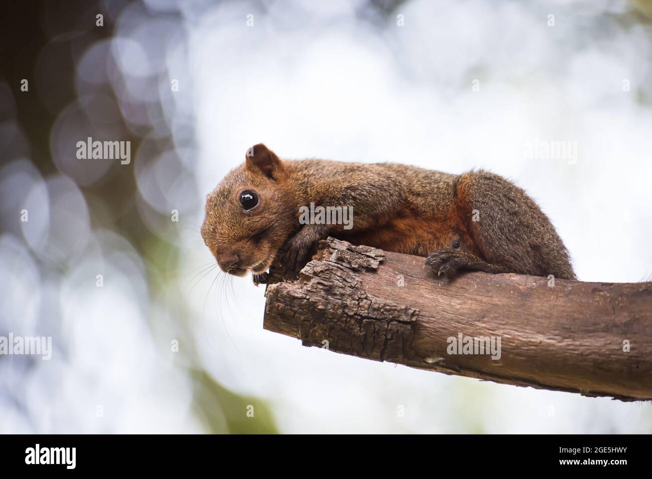 écureuil gris tenant sur un arbre avec fond de bokeh Banque D'Images