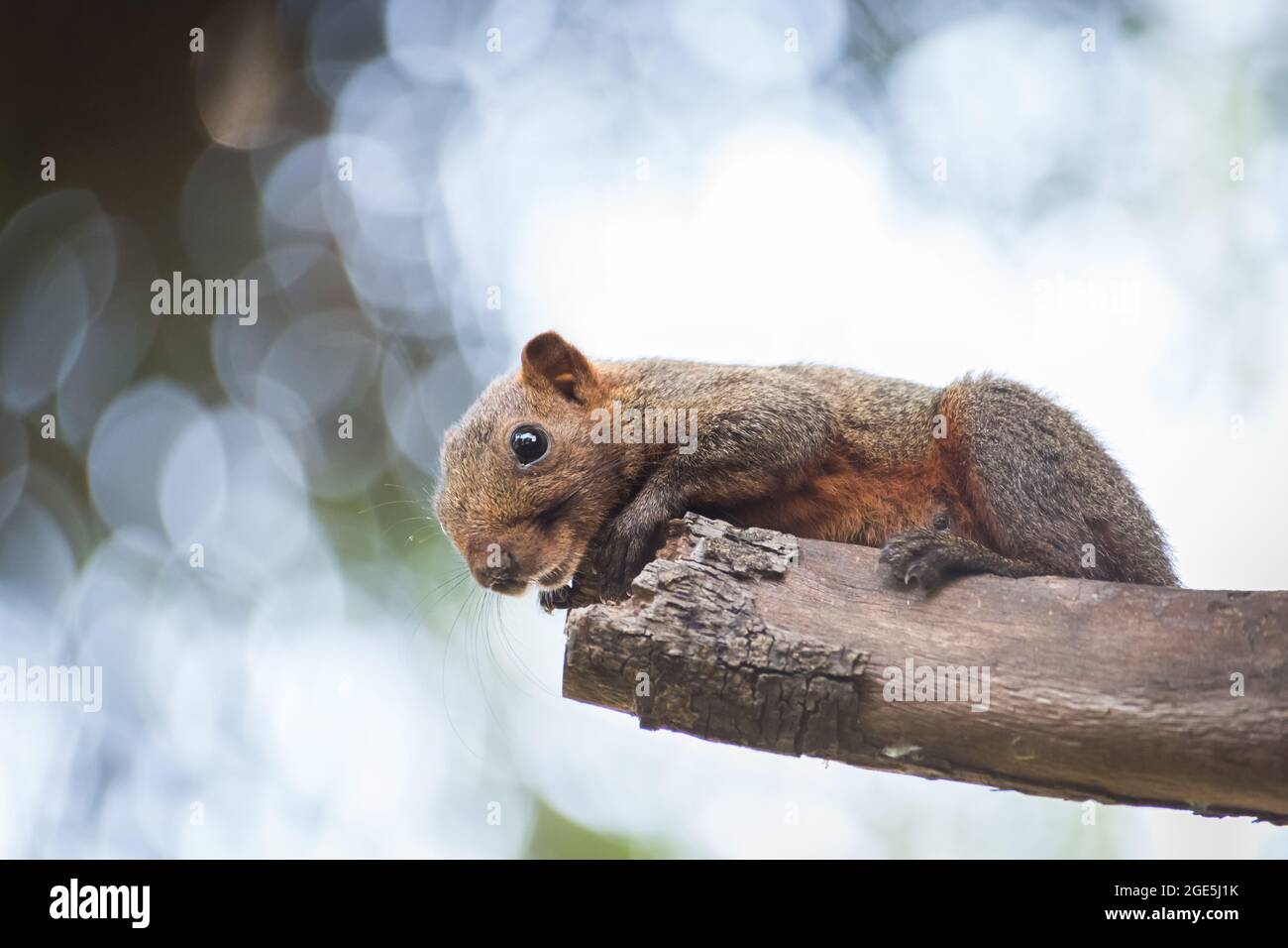 écureuil gris tenant sur un arbre avec fond de bokeh Banque D'Images
