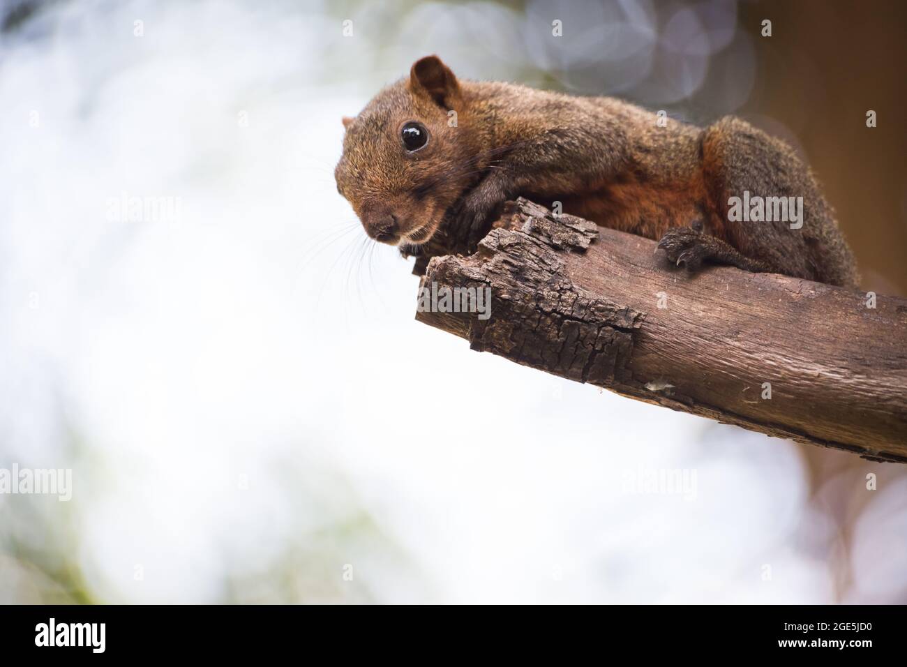 écureuil gris tenant sur un arbre avec fond de bokeh Banque D'Images