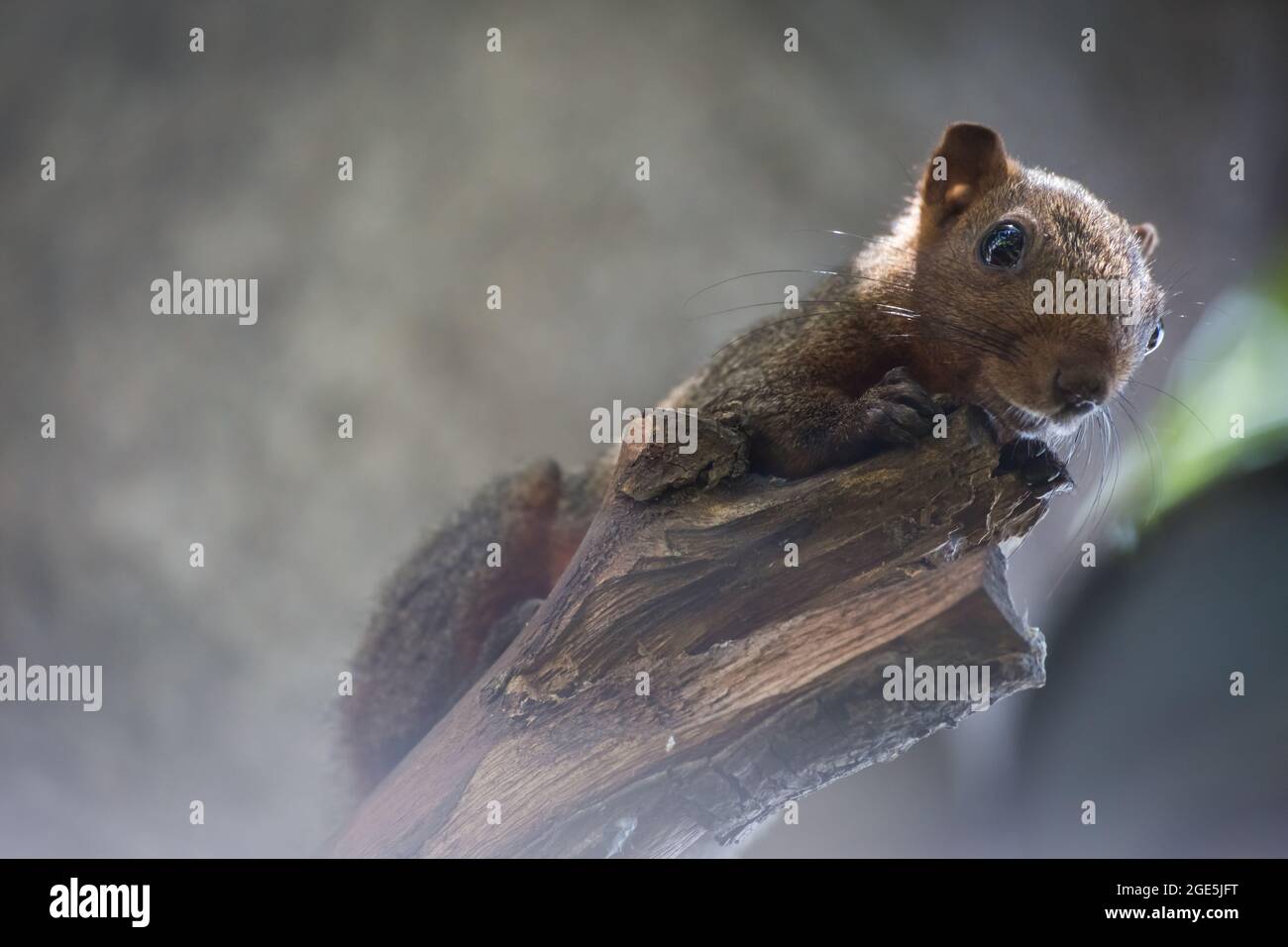écureuil gris tenant sur un arbre avec fond de bokeh Banque D'Images