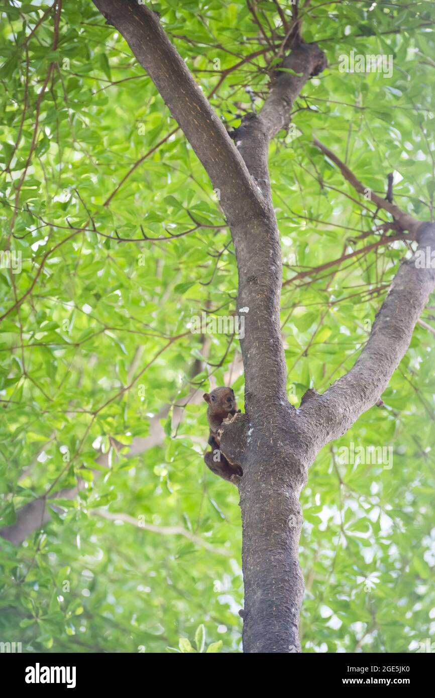 écureuil gris tenant sur un arbre avec fond de bokeh Banque D'Images
