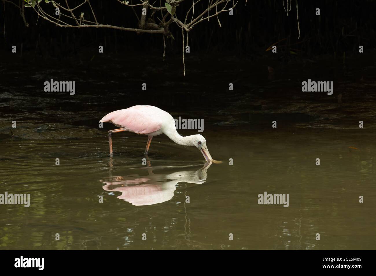 Roseate spoonbill dans l'eau peu profonde à la recherche de nourriture. Banque D'Images