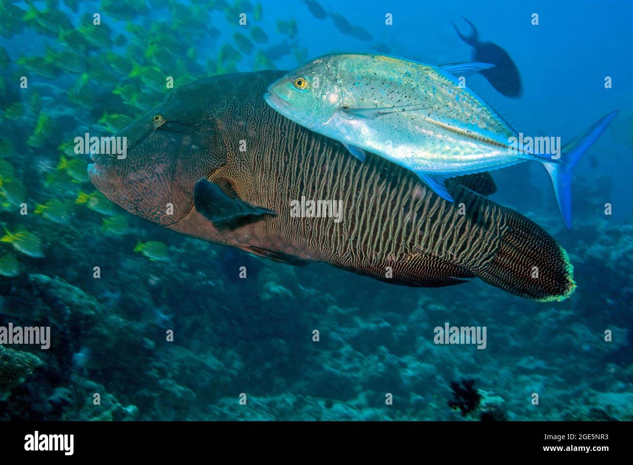Chasse au thon rouge (Caranx melampygus) à l'ombre de jeunes poissons napoléon (Cheilinus undulatus), Océan Indien, Maldives Banque D'Images